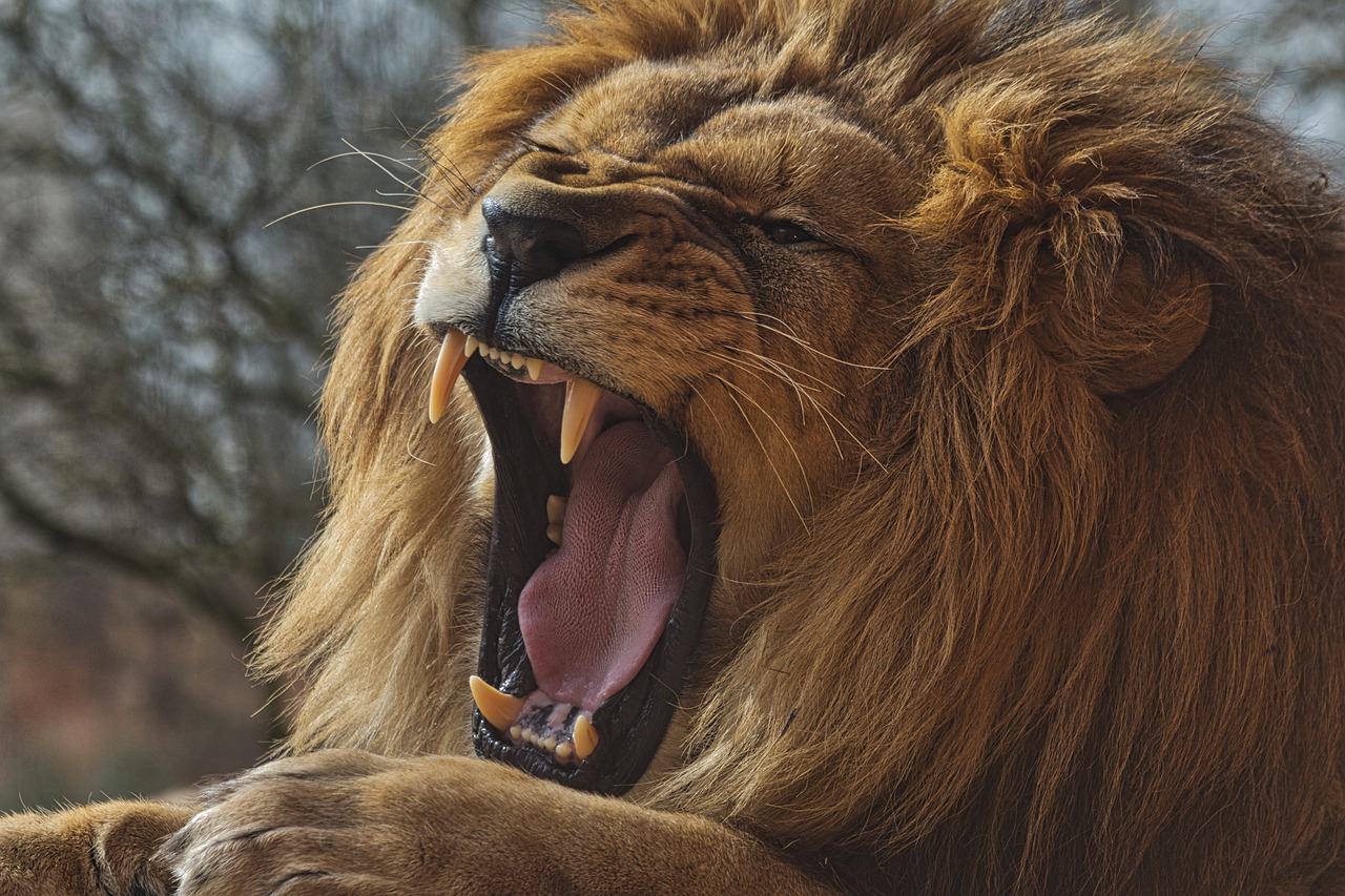 lion, wild animal, portrait-5214239.jpg